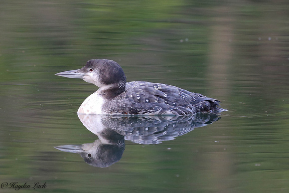 Great-Northern-Diver (Mwyndy)
