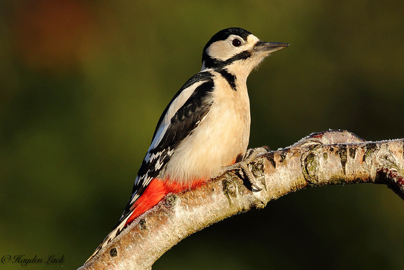 G,S Woodpecker (Front Garden)