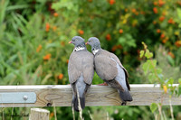 Pigeon & Doves