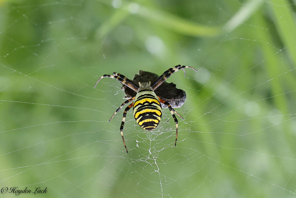 Wasp Spider (Cosmeston)