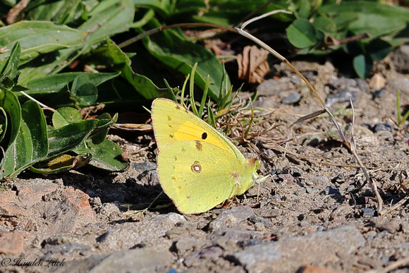 Clouded Yellow (Vale Coast Line)