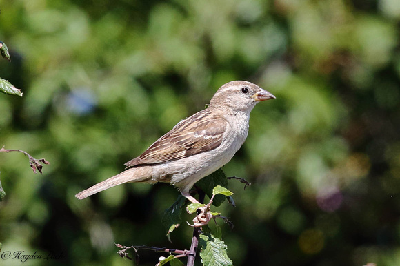 Sparrow (Vale of Glamorgan)