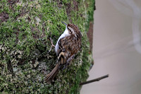Nuthatches & Treecreepers