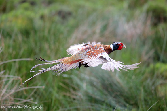 Pheasant (Montgomeryshire)