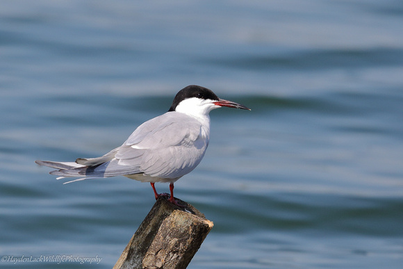 Common Tern (Blashford Lakes)