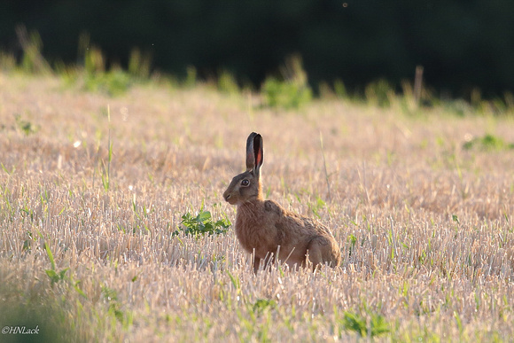Brown Hares (Norfolk)