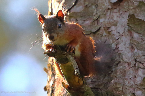 Red Squirrel (Angelsey)