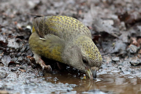 Female Crossbill (Forest of Dean)