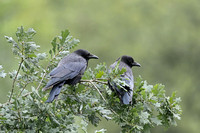 Babblers/Crows