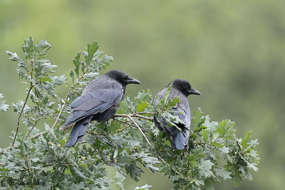 Crows (Forest Farm)