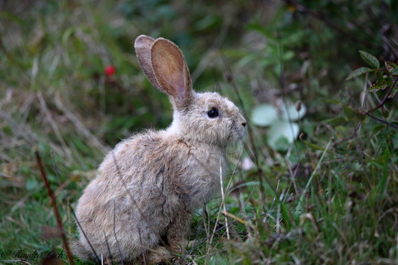 Rabbit (Cosmeston)