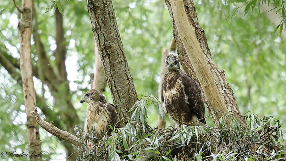 Juvenile Buzzards (Forest Farm)