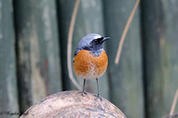 Thrushes & Chats