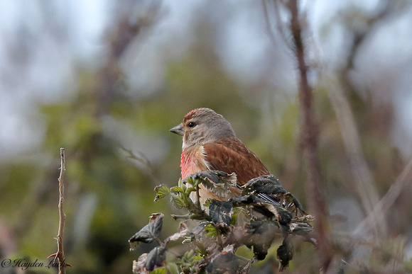 Linnet (Vale of Glamorgan)
