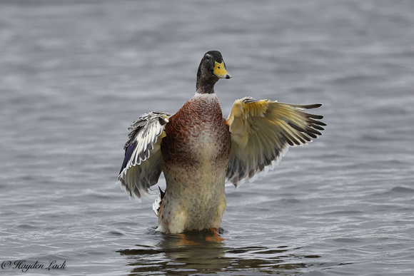Mallard (Cardiff Bay)
