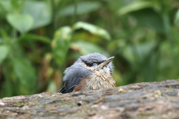 Juvenile Nutchatch (Garw Valley)