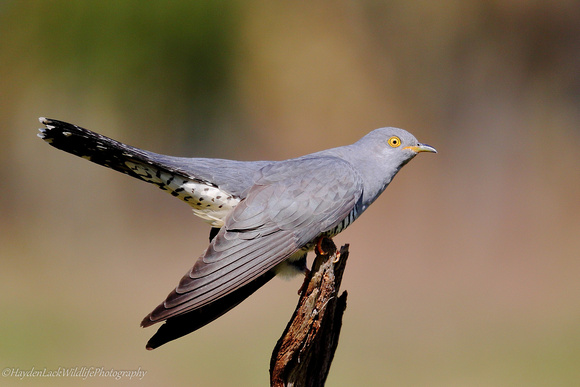 Cuckoo (Thursley Common)
