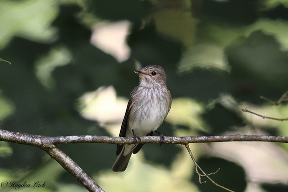 Spotted Flycatcher (Garw Valley)